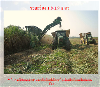 ระยะร่อง