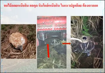 สิ่งกีดขวางในแปลงปลูก